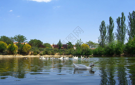 池塘里美丽的鸭子图片