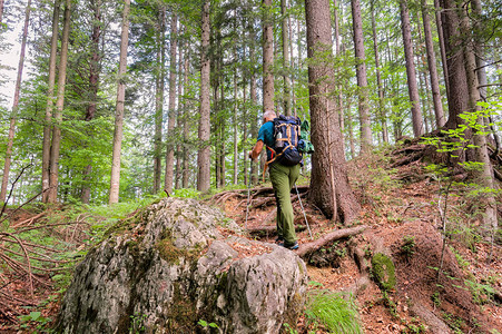 带着背包和徒步木棍的爬山者走在森林道路上图片