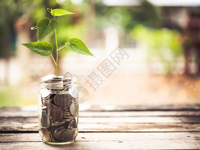 存钱满的硬币植物种植概念投资和金融图片