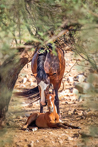 亚利桑那州梅萨亚利桑那的野马与图片