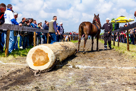 选秀纯种马在传统的公共活动背景图片