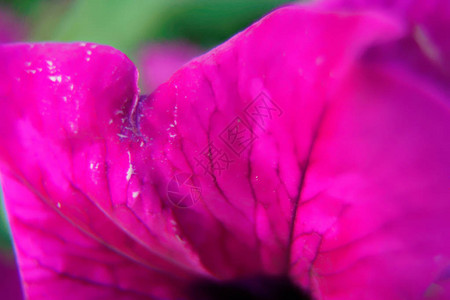 特写紫色花朵在风中摇曳图片
