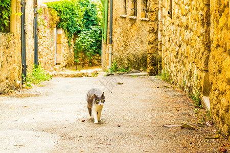 法国普罗旺斯村庄古老的中世纪街道前的一只猫图片