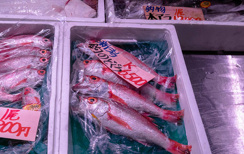 日本东京著名筑地鱼市场的海鲜选择Barracudakinmedaisplendidalfonsinoswordtipsquids背景图片