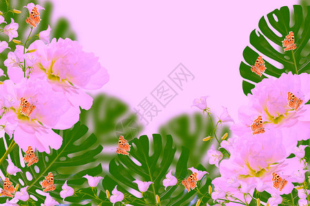 鲜艳的花朵的花卉自然背景图片
