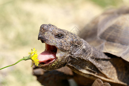 美国加利福尼亚州马林县加州沙漠乌龟吃丹迪利图片
