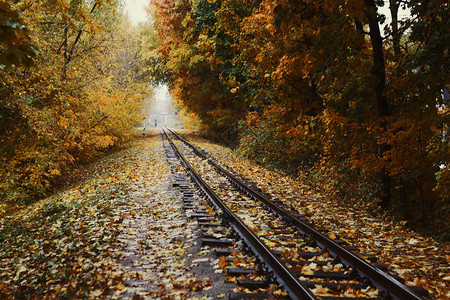 秋季风景铁路线横穿秋林图片