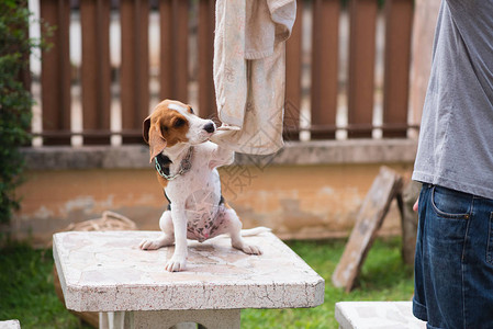 可爱的小狗猎犬和它的主人玩耍图片