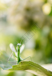 螳螂和新鲜的绿色花园图片