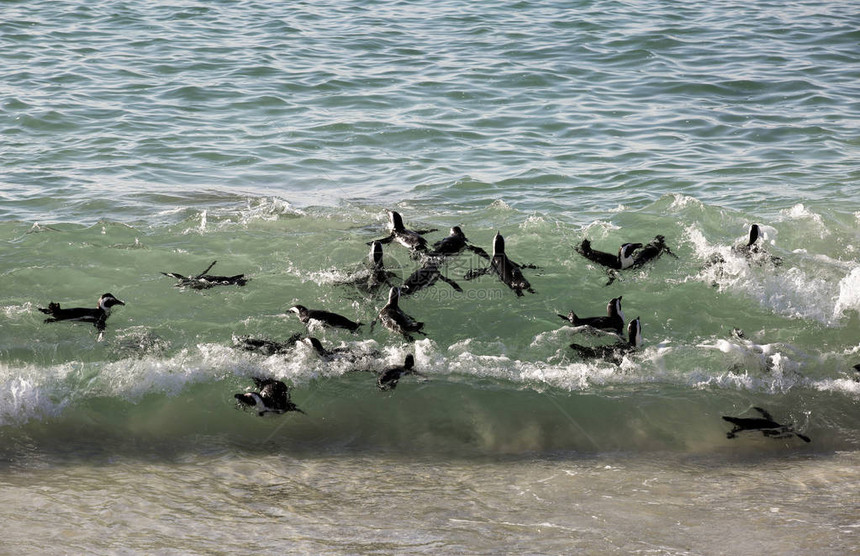 一群非洲企鹅在开普敦博尔德海滩冲图片