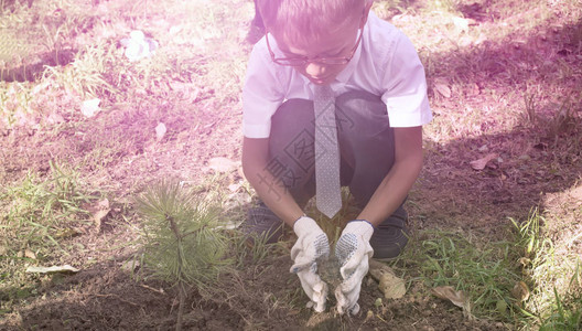 班纳男孩是一年级的植物雪松树在公园学校附近图片