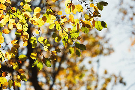 秋幕背景树枝有金落叶的树枝在阳光图片