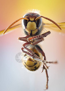 巨大的欧洲大蜂危险图片