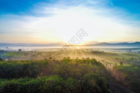 风景清晨日出热带森林图片