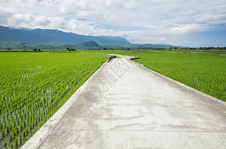 东绿稻田公路田园风光图片