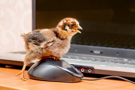 一只小鸡点击鼠标按钮在办公室图片