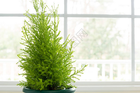 LemonCypress植物图片