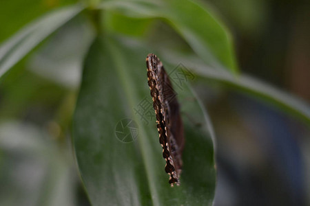 MariposarioMlaga的蝴蝶图片