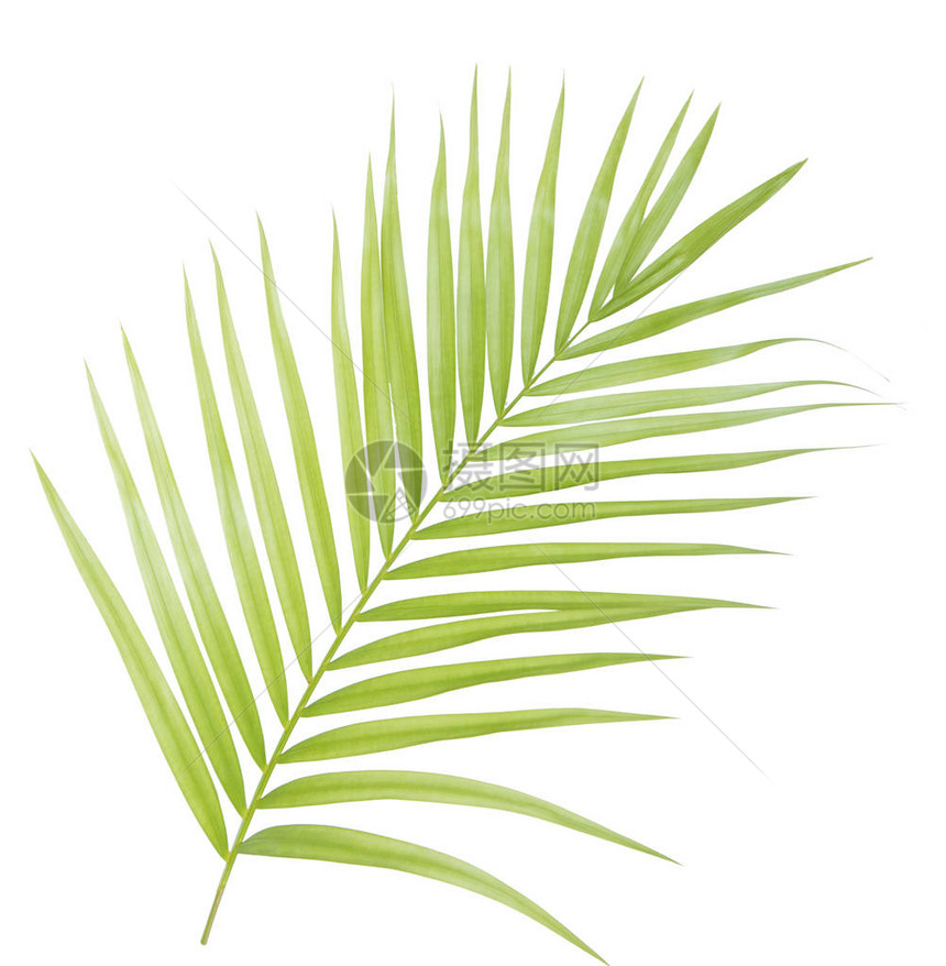 孤立的绿色棕榈叶图片
