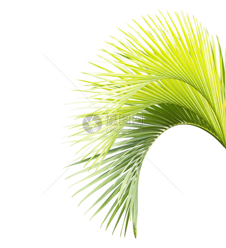 孤立在白色背景上的绿色棕榈叶图片