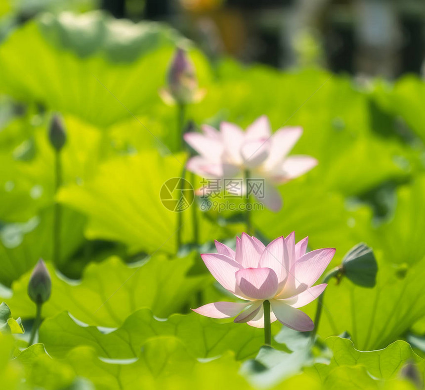 池塘里盛开的莲花或睡莲花图片