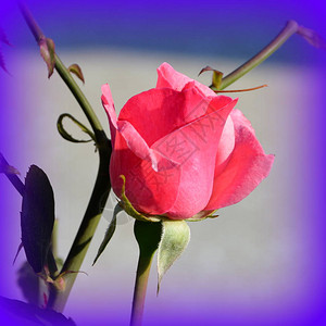 玫瑰和水滴夏日中花园的花朵真漂亮阳背景图片