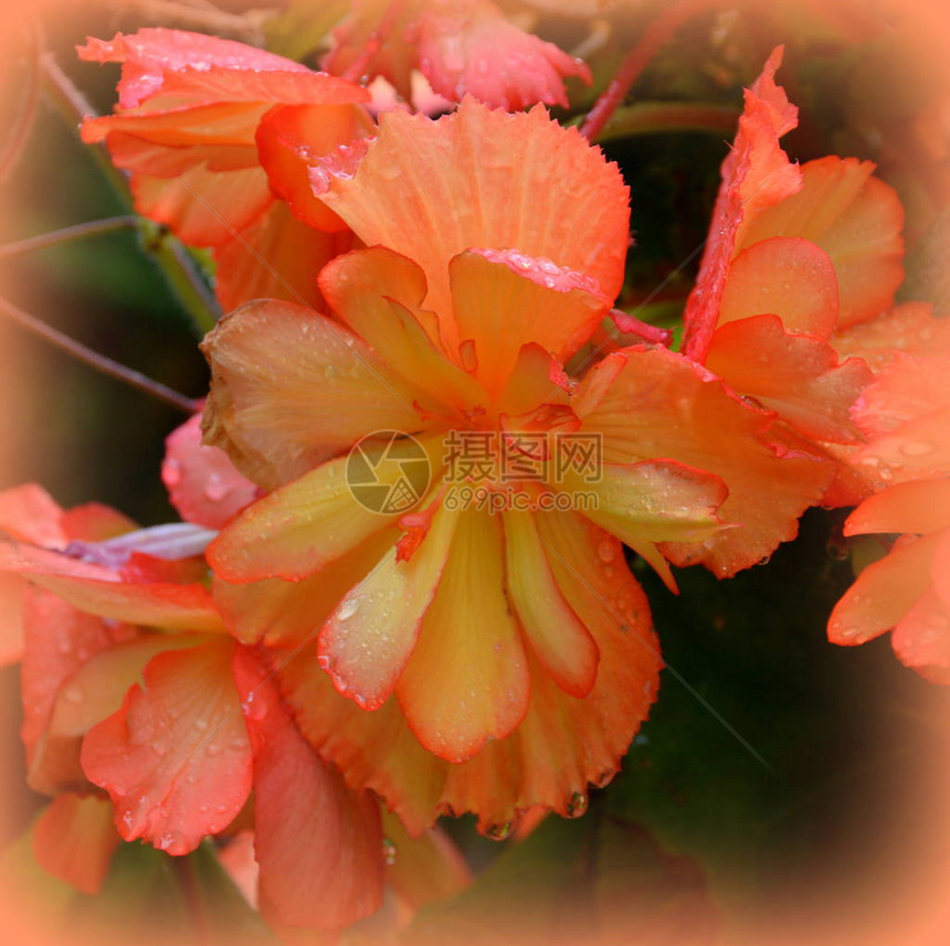 红色和橙色美妙的海棠图片