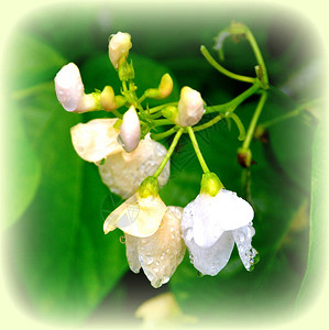 小豆夏日中花园的花朵真漂亮阳背景图片