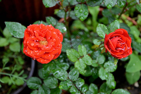 玫瑰花和水滴夏日中花园的花朵很漂图片