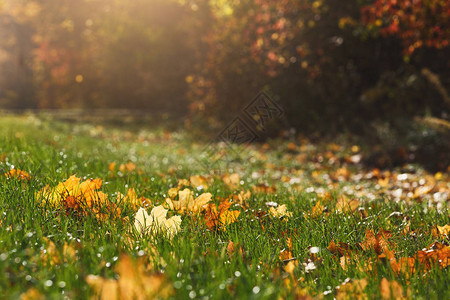 金秋青草上叶子的金色秋天在阳光明亮的晨光下图片