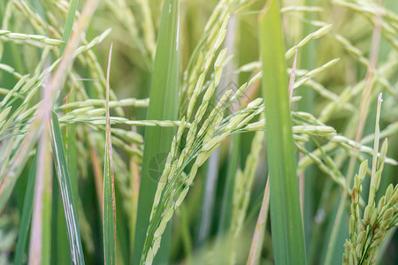 水稻上的绿色稻田图片