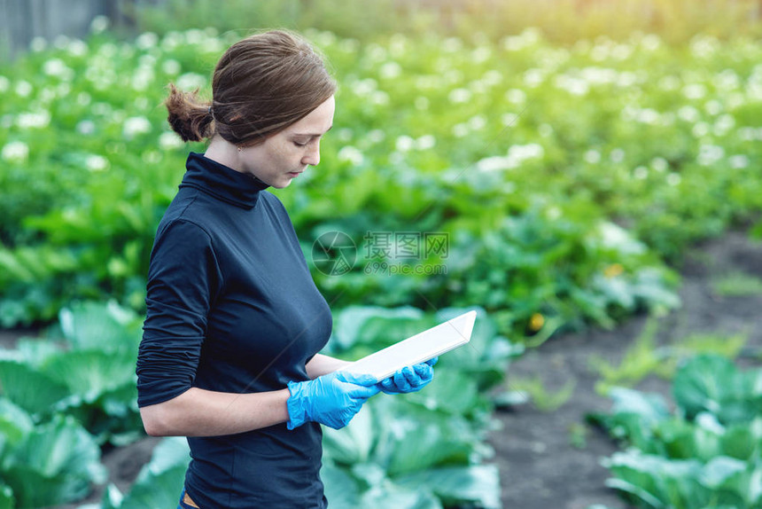 女专家农艺师手里拿着平板电脑农业场的概图片