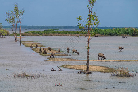 TalayNoi湿地保护区景观图片