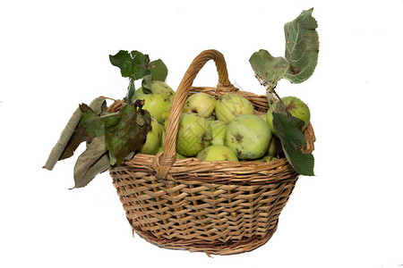 与苹果的篮子秋收在篮子里收集自制的苹图片