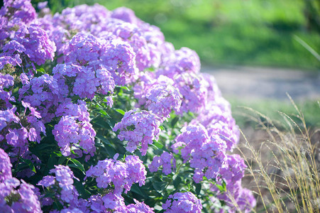 Lillacphlox宏粉红花朵夏季图片