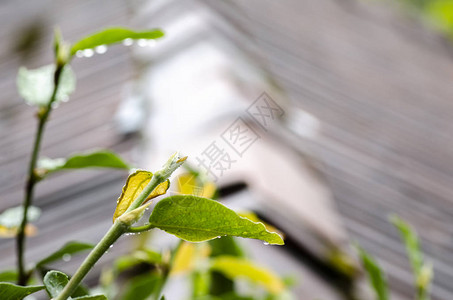 在雨天下图片