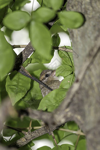 鸟儿坐在森林的树枝上鸟儿在热带图片