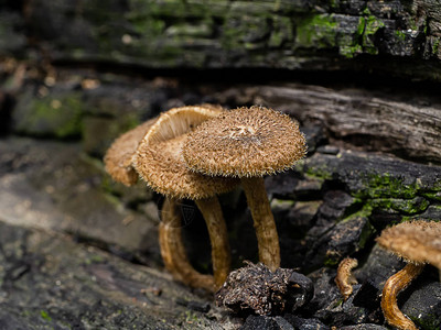 树上的棕风蘑菇图片