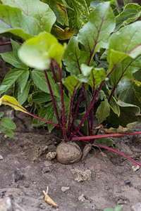 甜菜幼苗植物图片