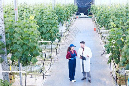 主管与现代蔬菜种植园温室女工交谈的首席主管长肖像全图片