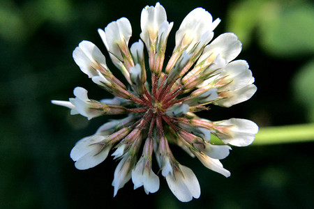 花三叶草白色的花瓣像小花美丽的照片与舒缓的绿色和白色的颜色可用作电脑桌或背景图片