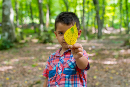 森林里手拿着黄叶的男孩图片