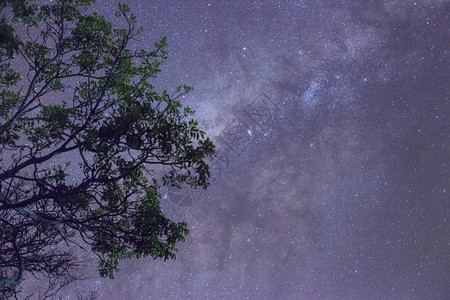 蓝色黑暗的夜空树林上方有许多星图片