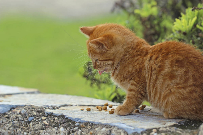 小黄猫吃东西图片