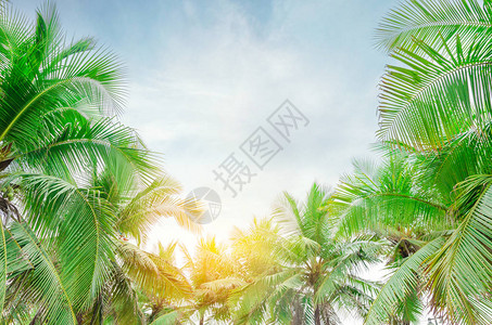 在热带海岸古老的棕榈树上种植棕榈树与蓝图片