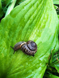公园绿叶上的棕色蜗牛图片