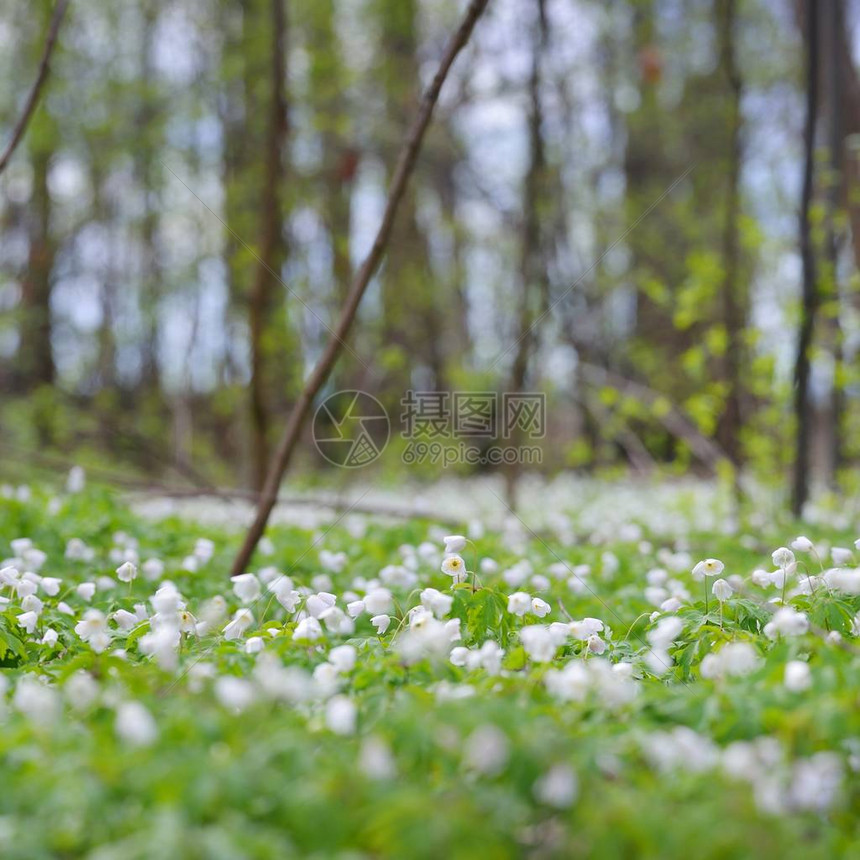 春天森林里的野生海葵花拉脱维亚图片