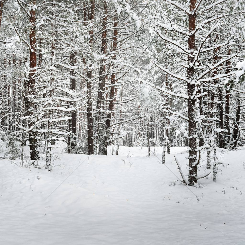 位于拉脱维亚深厚的雪层下图片