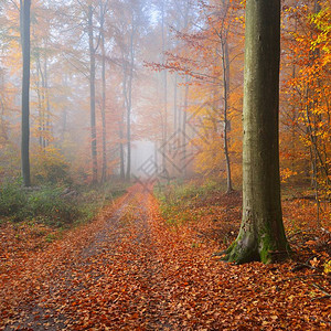美丽的山毛榉树林中的神秘晨雾有秋天树的森林道路与黄色和橙色叶子图片