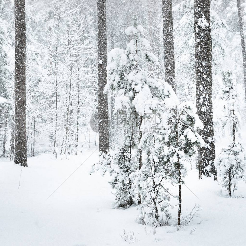在降雪下的冬季森林中一棵被雪覆盖的图片